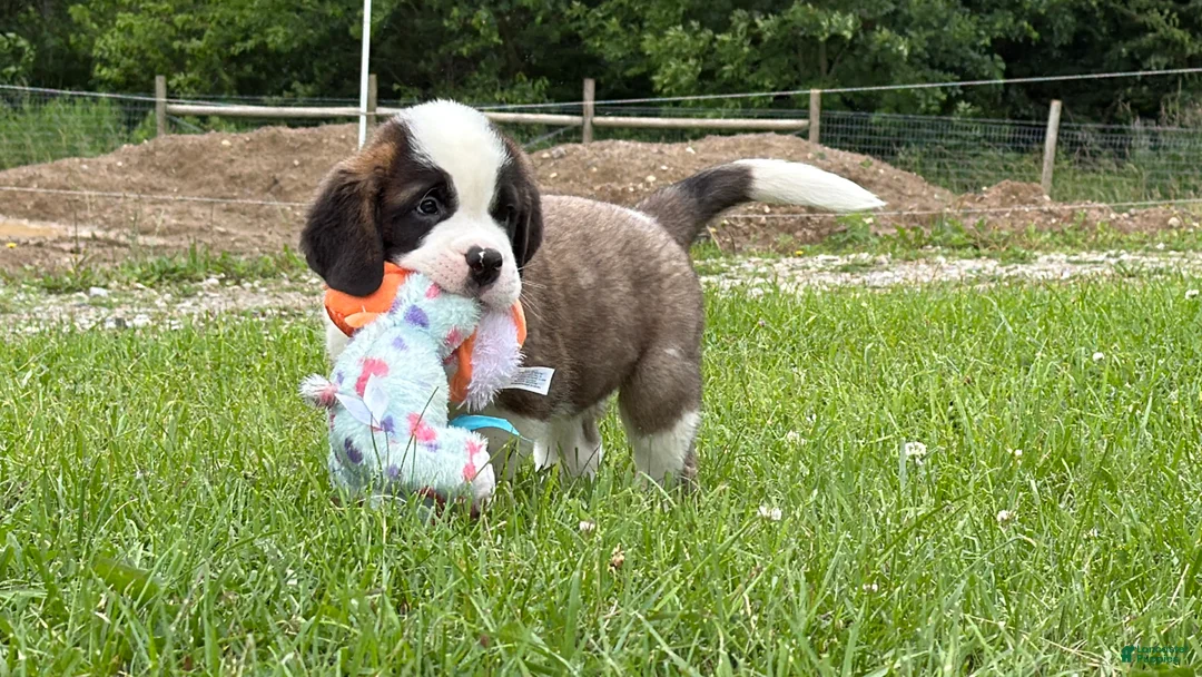 Saint Bernard dogs for sale: Boogie bear  - Ad 1