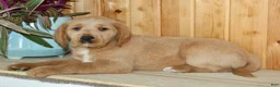 Labradoodle dogs for sale: Clyde  - Ad 7
