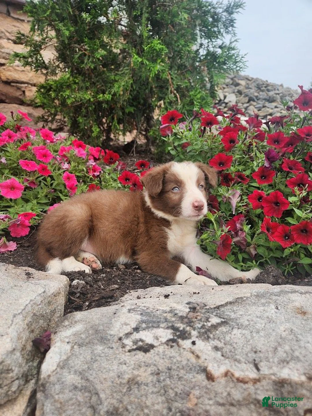Border Collie dogs for sale: Jayce - Ad 4