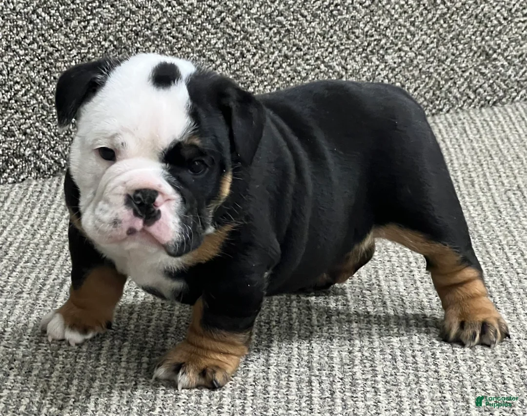 English Bulldog dogs for sale: Cupid - Ad 2
