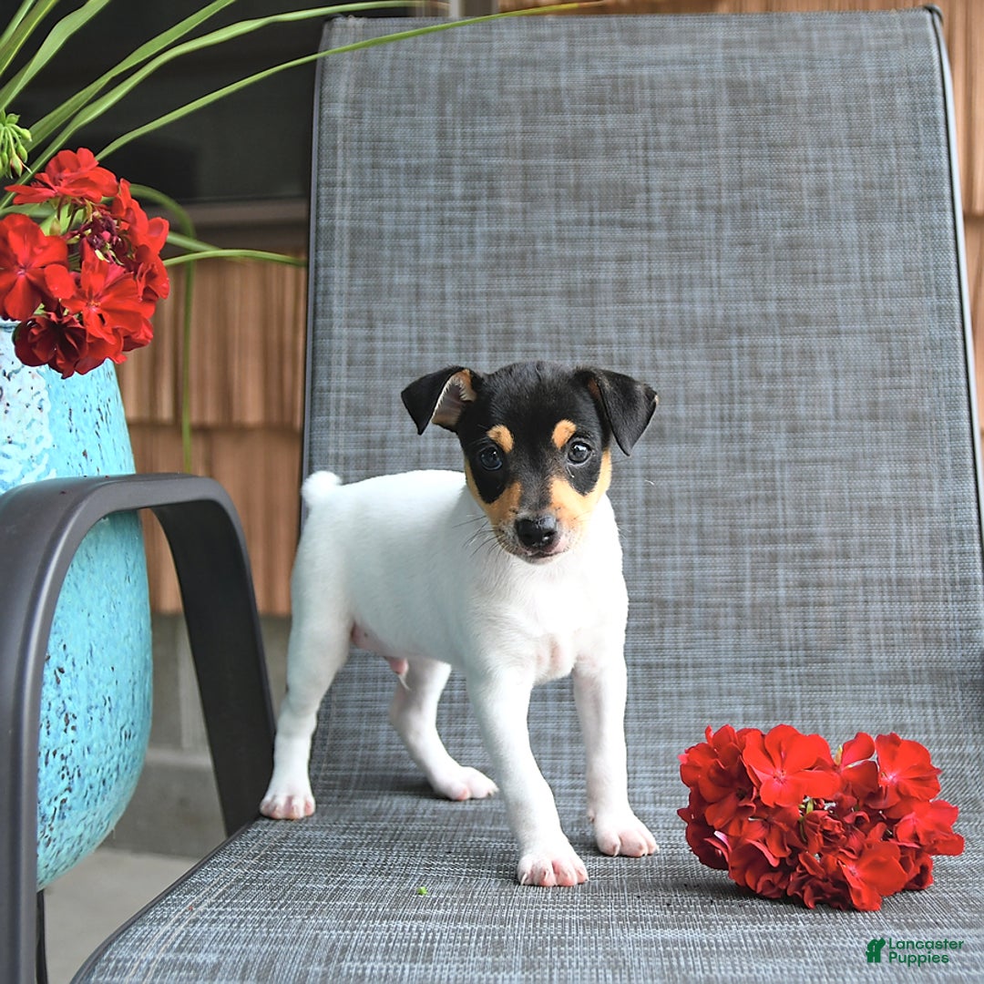 Shop toy fox terrier americano Top Sale, image size:1080x1080
