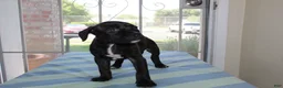 American Bully dogs for sale: American Bully 3 - Ad 4