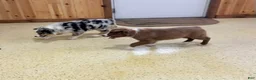 Australian Shepherd dogs for sale: Tremor  - Ad 6