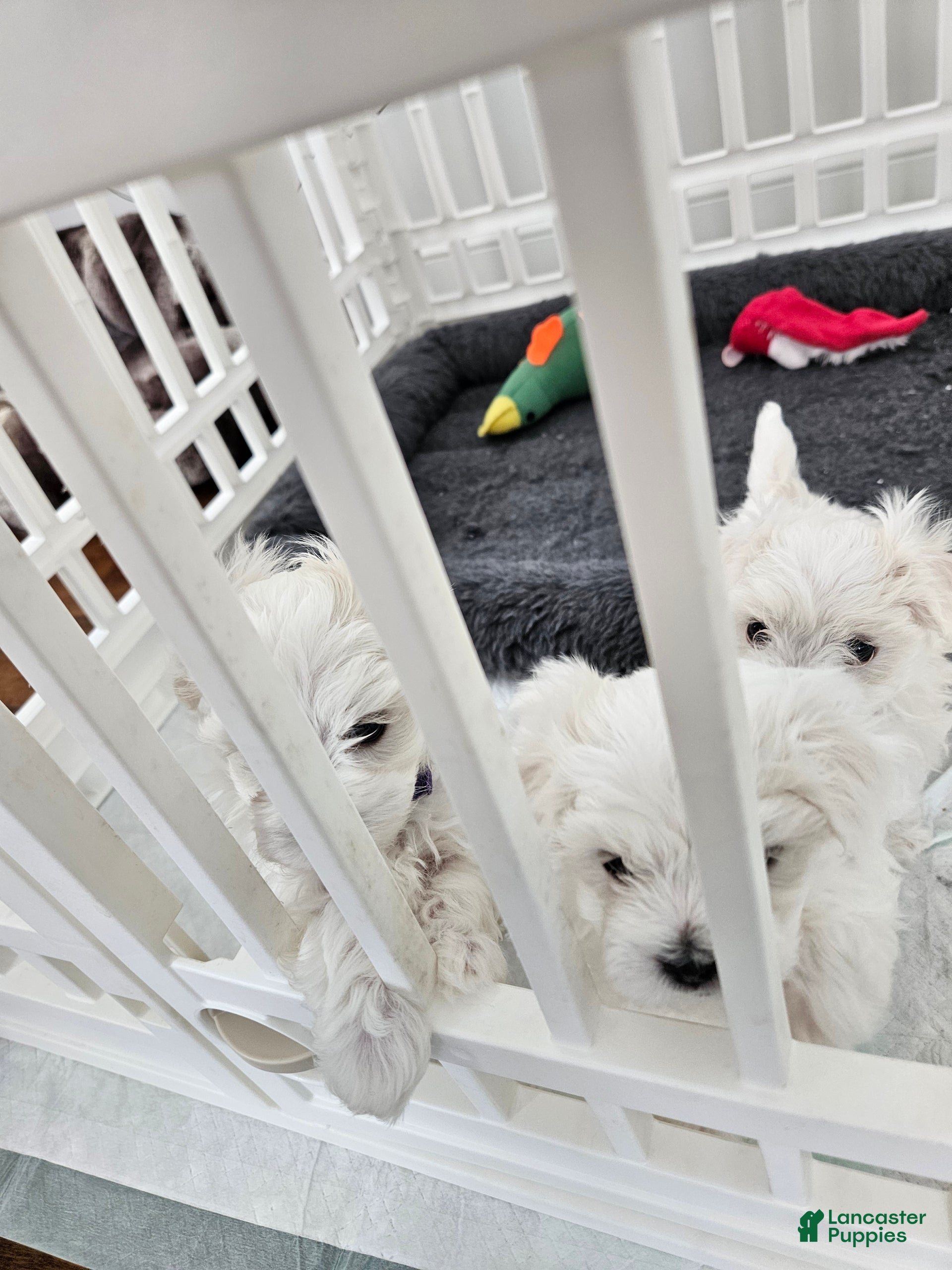 Maltese dogs Maltese Puppy 1 - Ad 5
