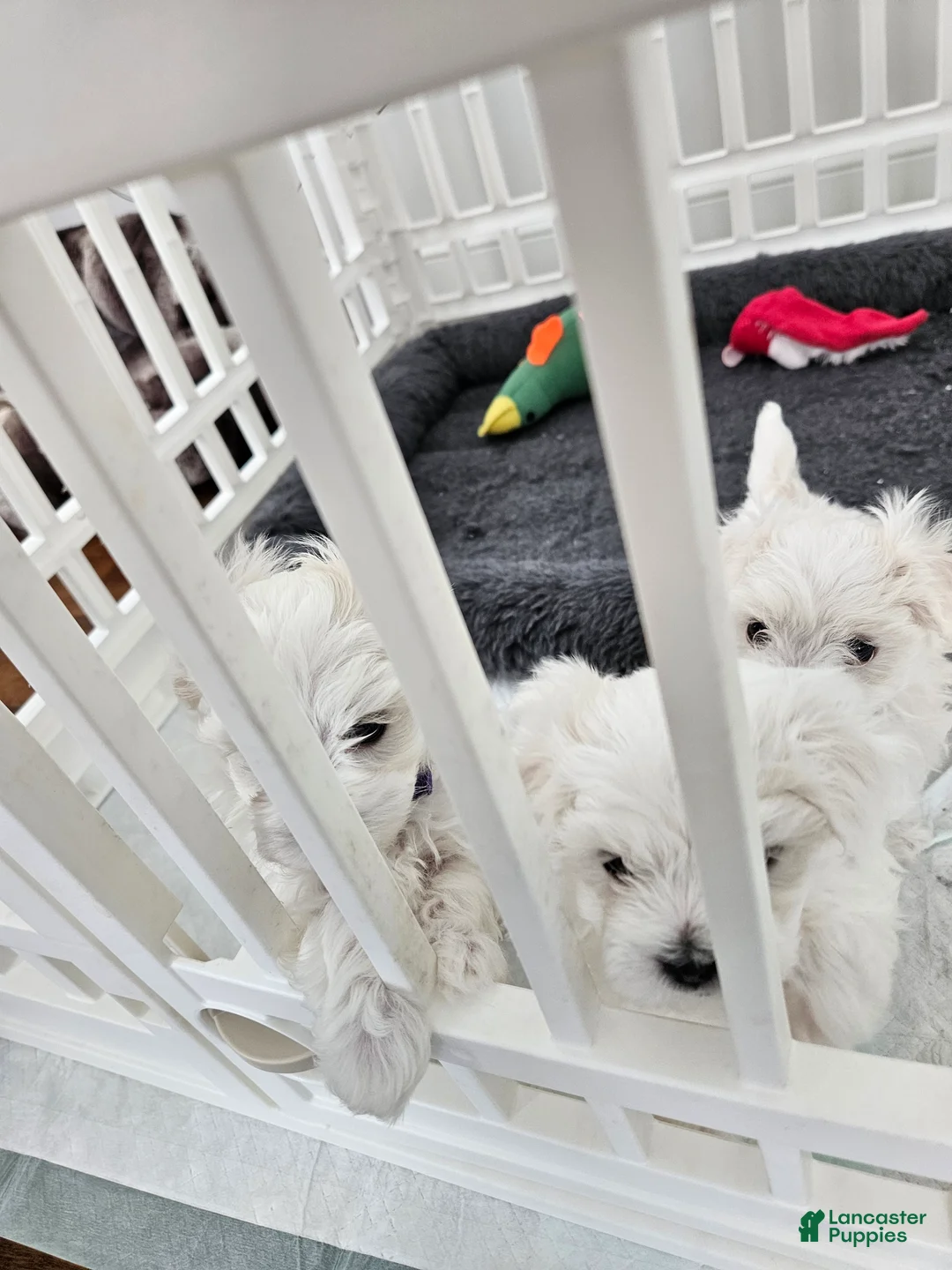 Maltese dogs for sale: Maltese Puppy 1 - Ad 1