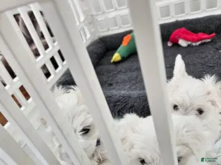 Maltese dogs Maltese Puppy 1 - Ad 5