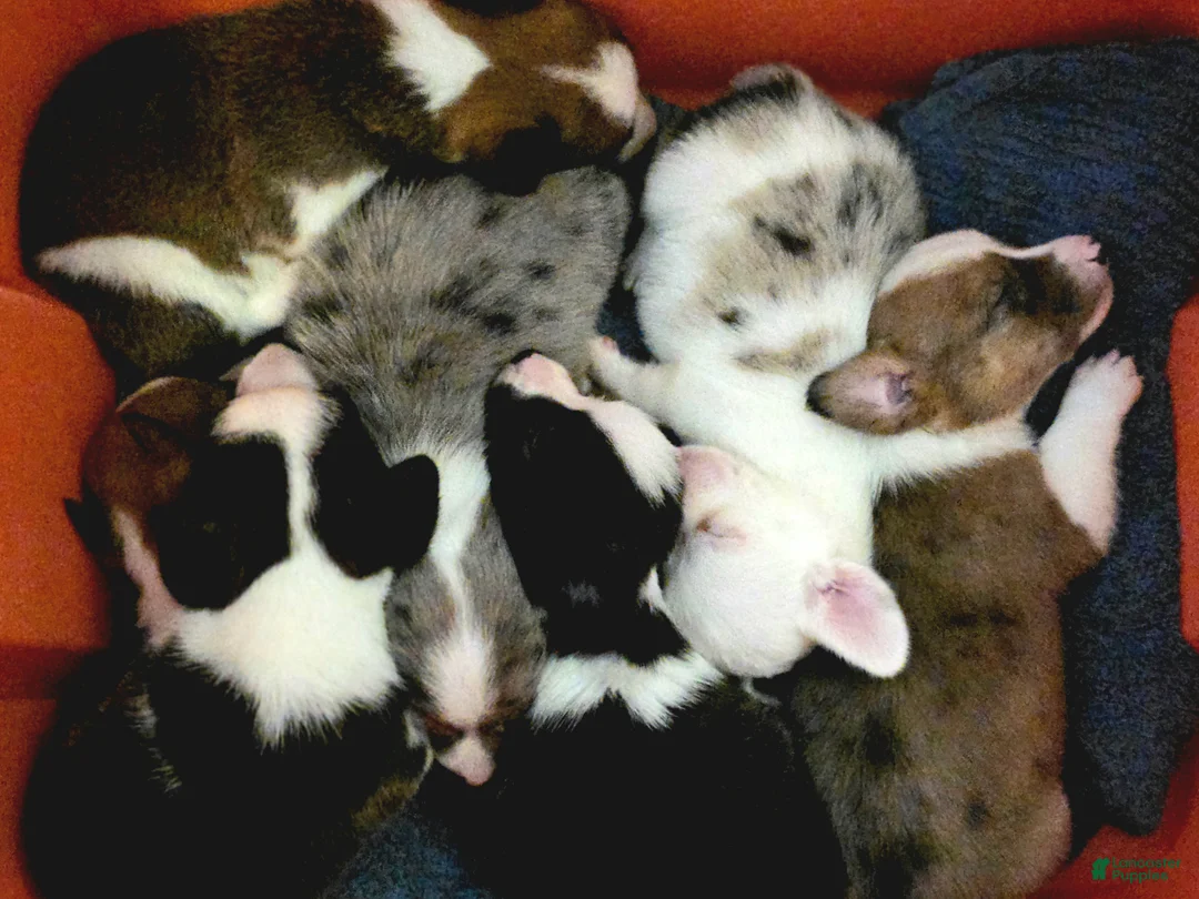 Mixed Breed dogs for sale: SWIRLY  - Ad 12