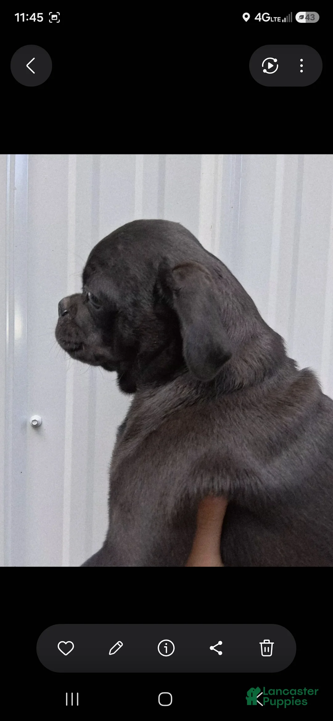 Pug dogs for sale: King - Ad 2