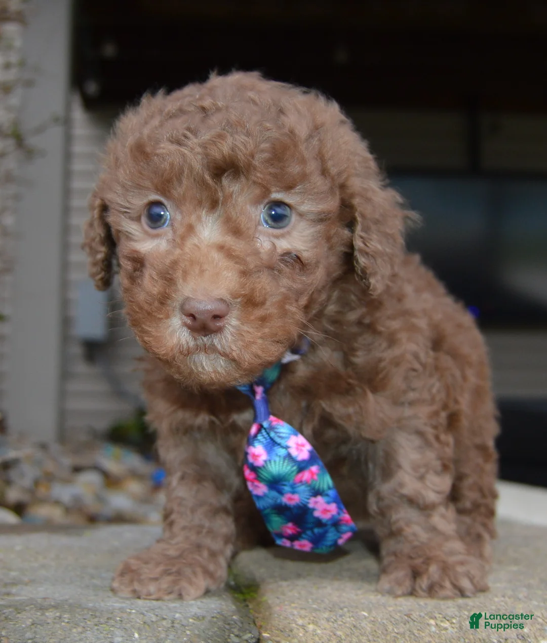 Miniature Poodle dogs for sale: Mini Paige - Ad 2