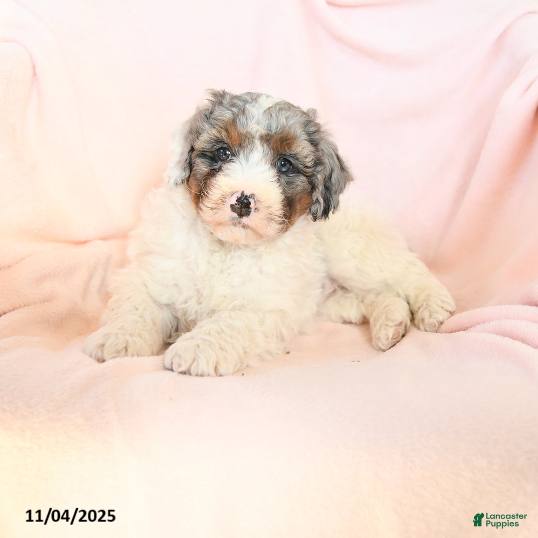 Mini Bernedoodle dogs for sale: Saffron - Ad 4