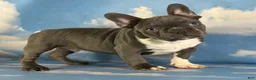 Frenchton dogs for sale: Lionel  - Ad 3