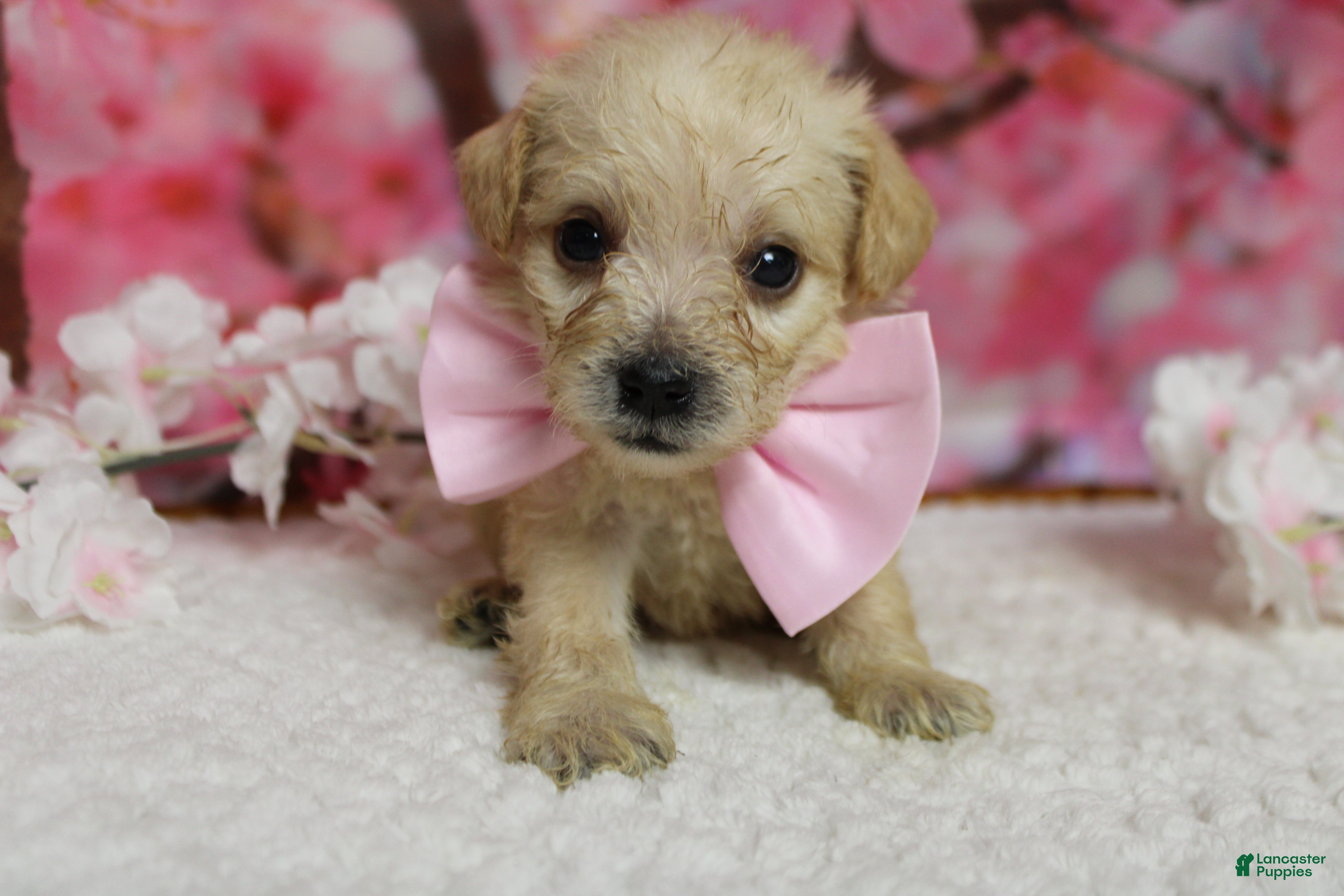 Schnoodle dogs Moscato  - Ad 7