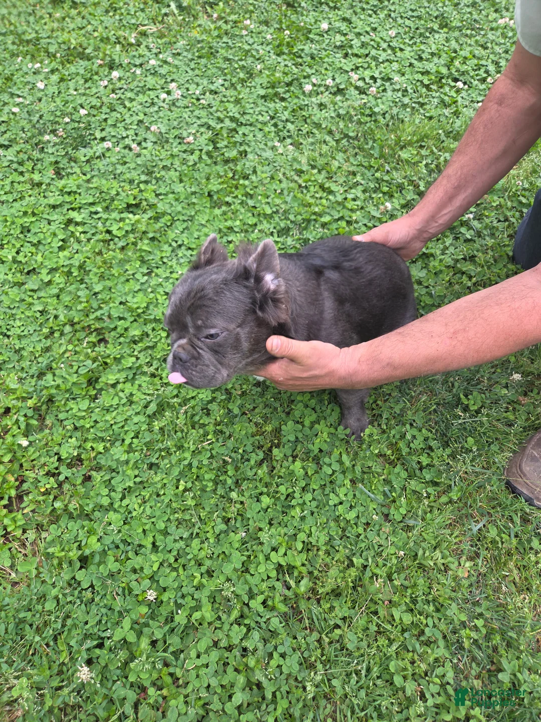 French Bulldog dogs for sale: French Bulldog Puppy 2 Gucci - Ad 3