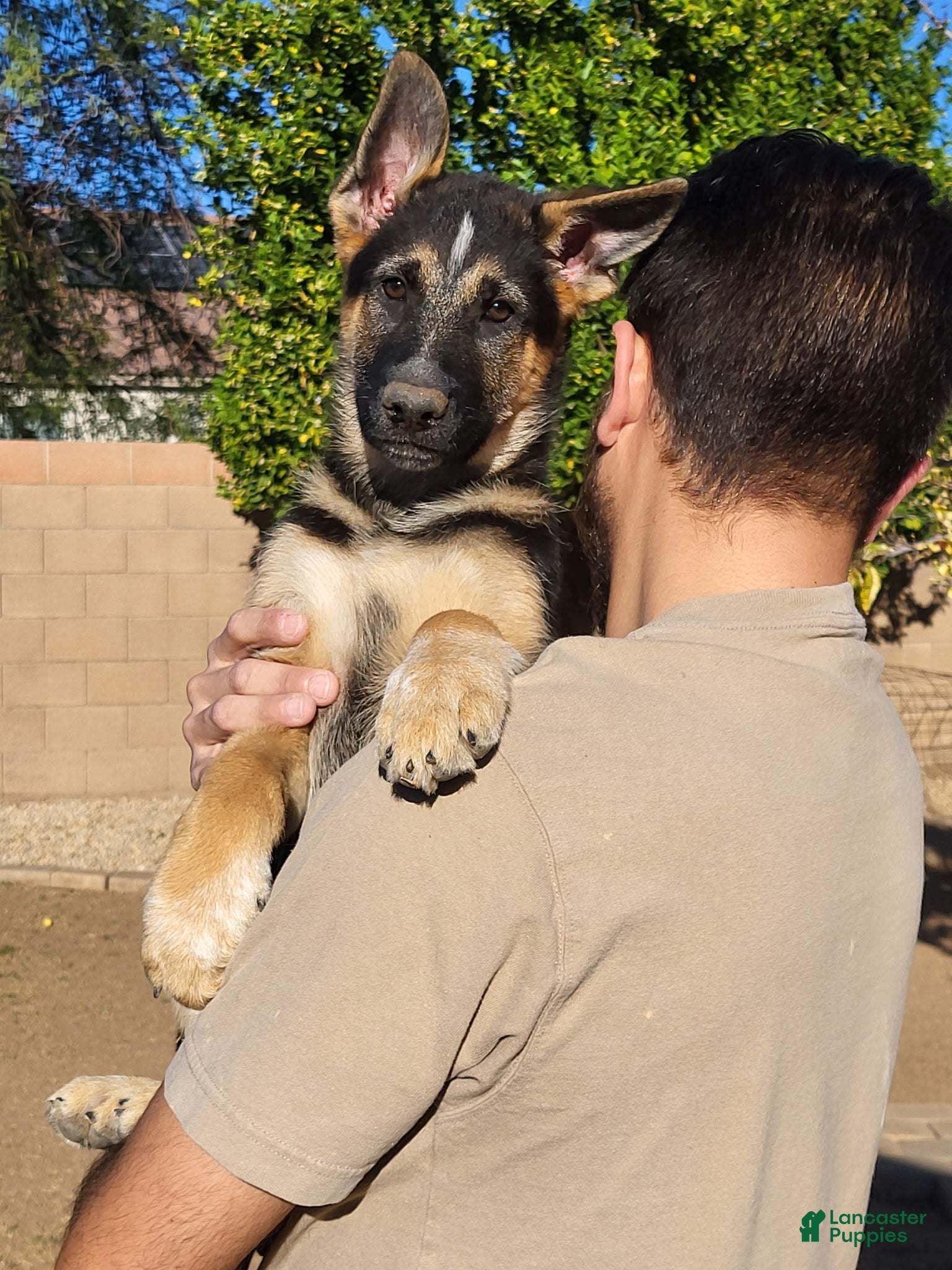 German Shepherd dogs German Shepherd Puppy 4 - Ad 18