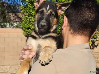 German Shepherd dogs German Shepherd Puppy 4 - Ad 18