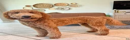 Goldendoodle dogs for sale: Goldendoodle 1 - Ad 3