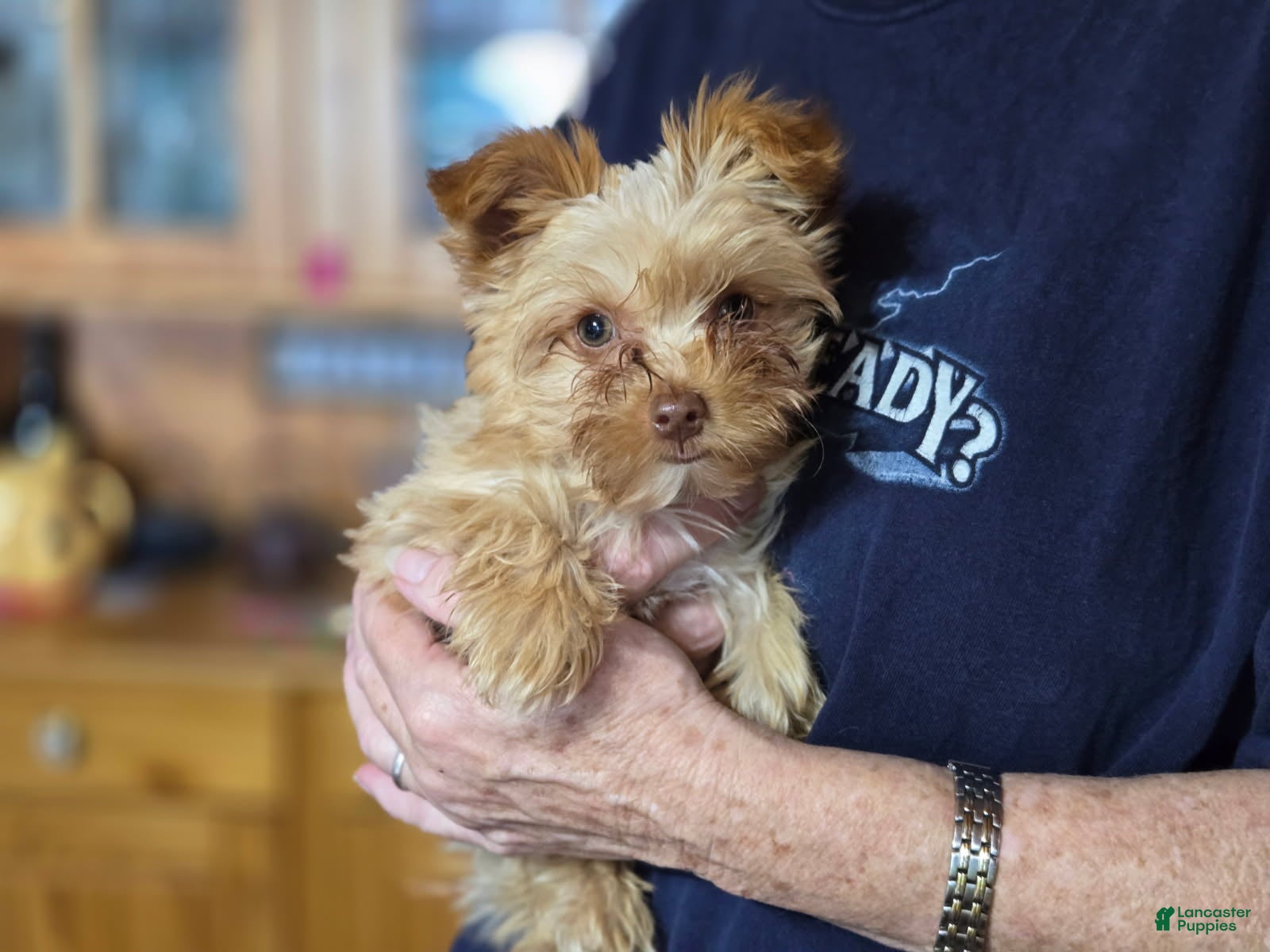 Yorkshire Terrier dogs Boy - Ad 2