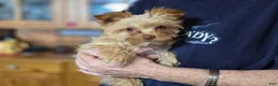 Yorkshire Terrier dogs for sale: Boy - Ad 2