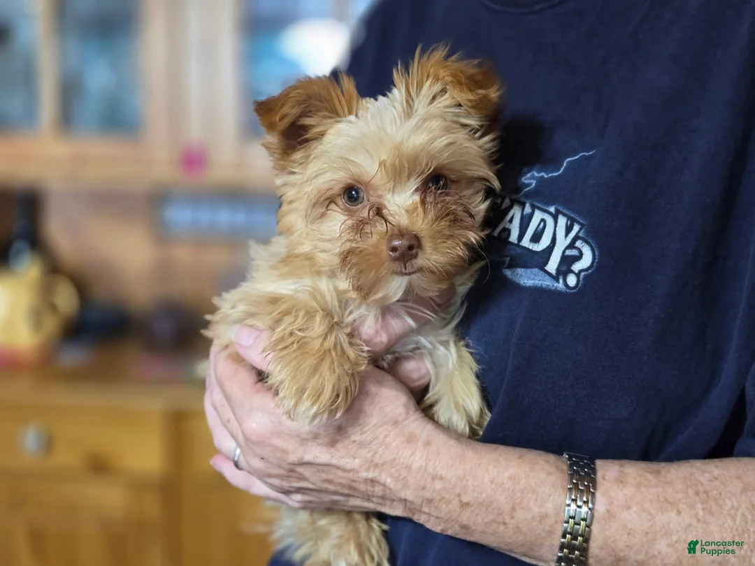 Yorkshire Terrier dogs for sale: Boy - Ad 2