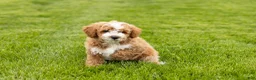 Mini Goldendoodle dogs for sale: Tucker  - Ad 5