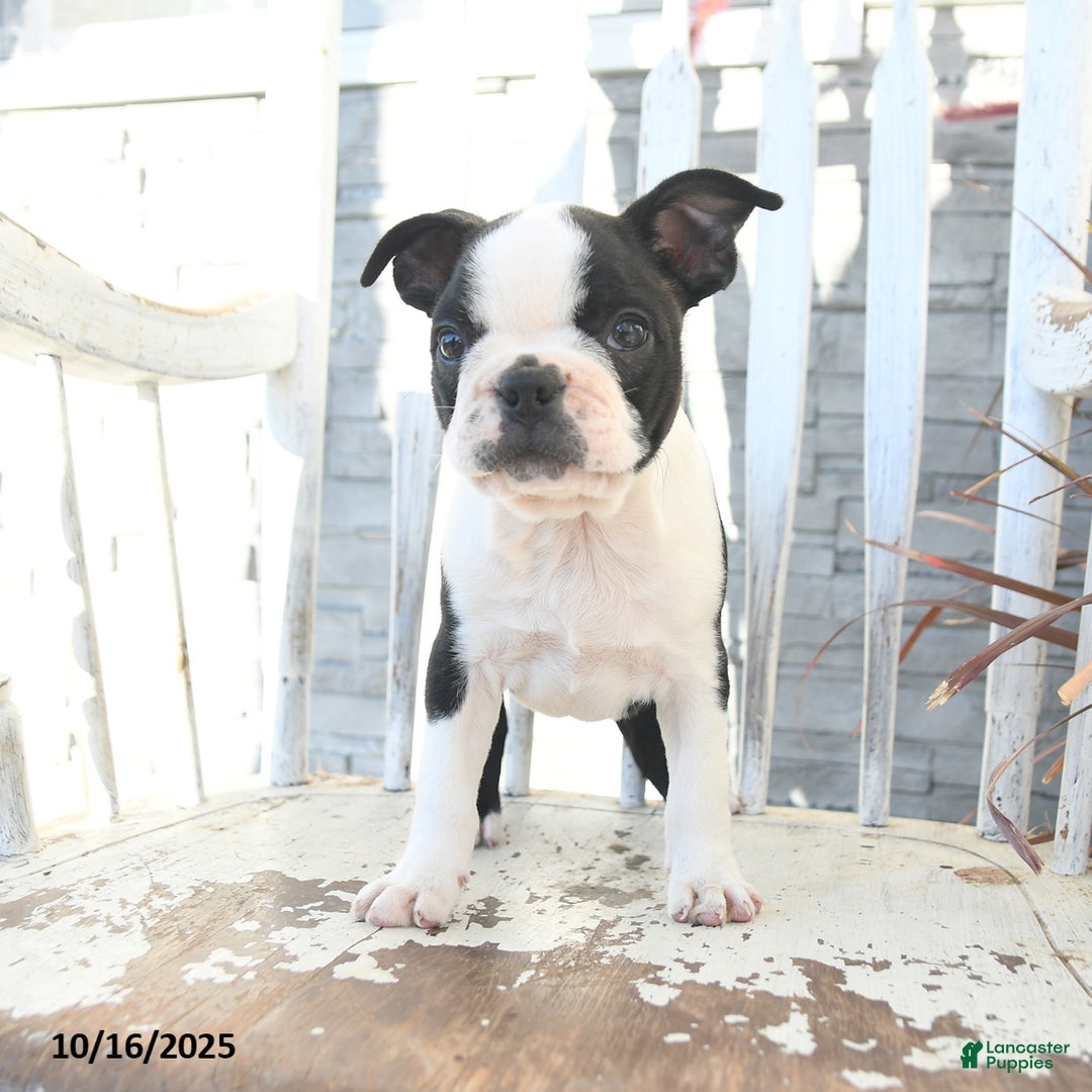 Boston Terrier dogs for sale: Navy - Ad 8