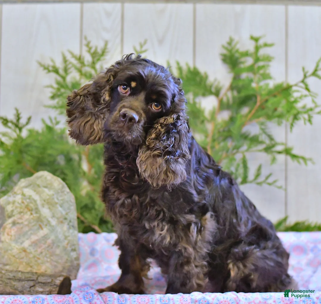 English Cocker Spaniel dogs for sale: Katie - Ad 6