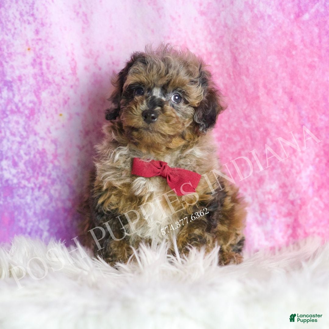 Toy Poodle dogs for sale: Bentley - Ad 5