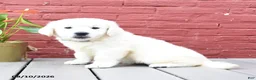 Golden Retriever dogs for sale: Barry - Ad 1