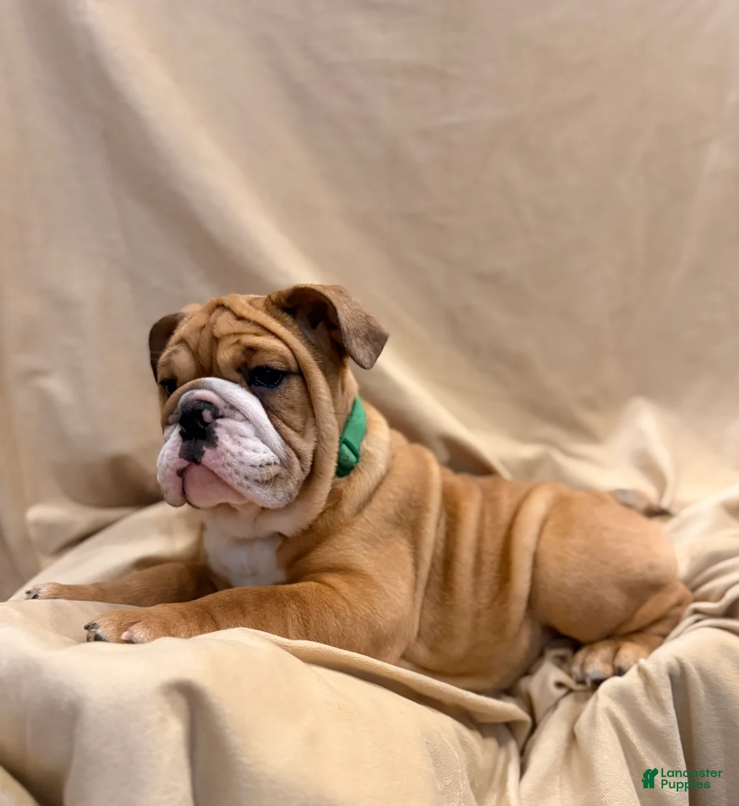 English Bulldog dogs for sale: Martha may - Ad 1
