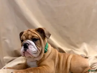 English Bulldog dogs Martha may - Ad 28
