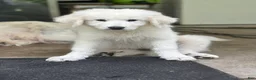 Great Pyrenees dogs for sale: VENUS - Ad 2