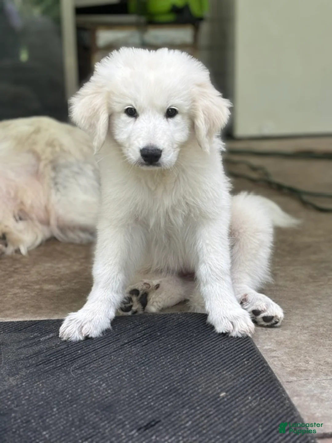 Great Pyrenees dogs for sale: VENUS - Ad 2