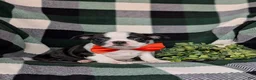 Boston Terrier dogs for sale: Egypt - Ad 3