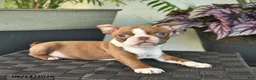 Boston Terrier dogs for sale: Wellington - Ad 5