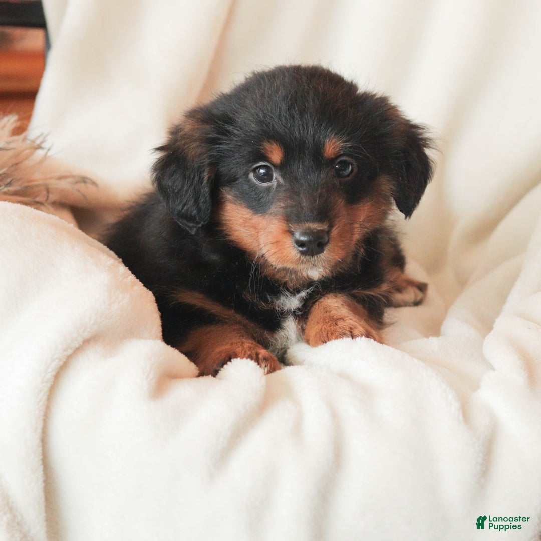 Mixed Breed dogs for sale: Nerfie - Ad 5