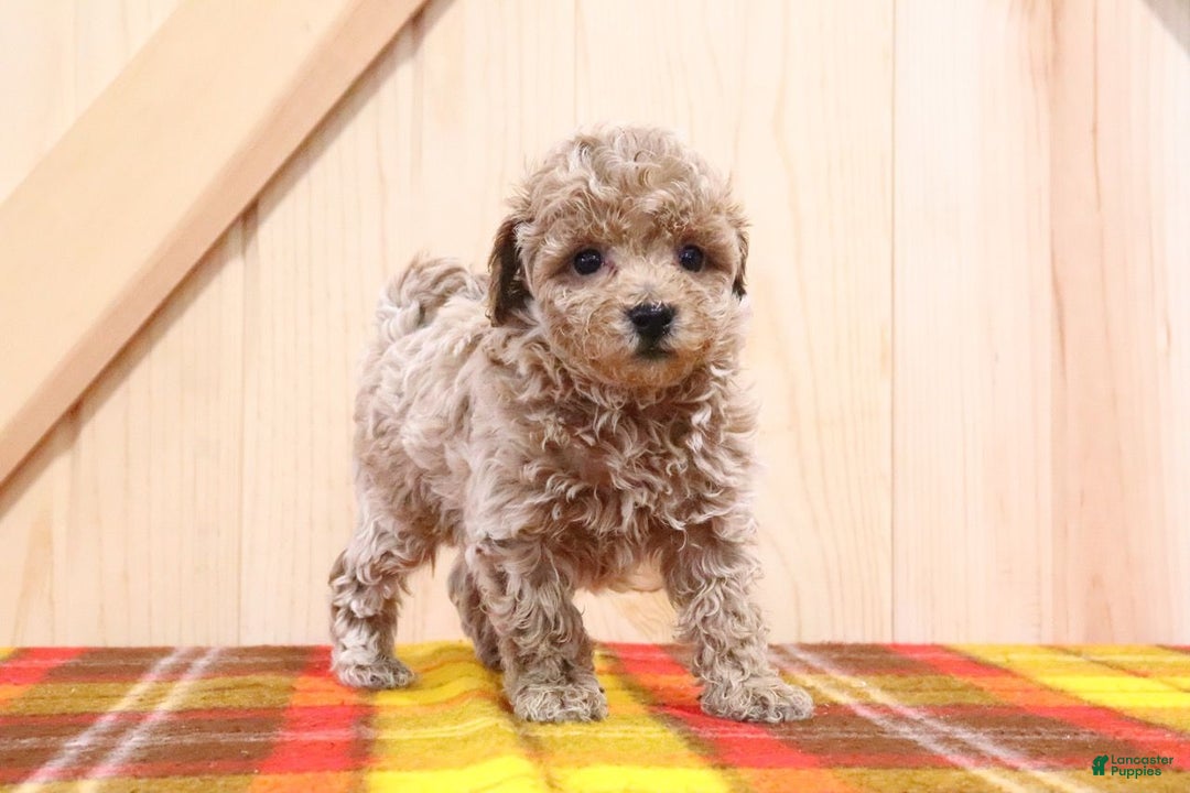 Bichpoo dogs for sale: Gary - Ad 3