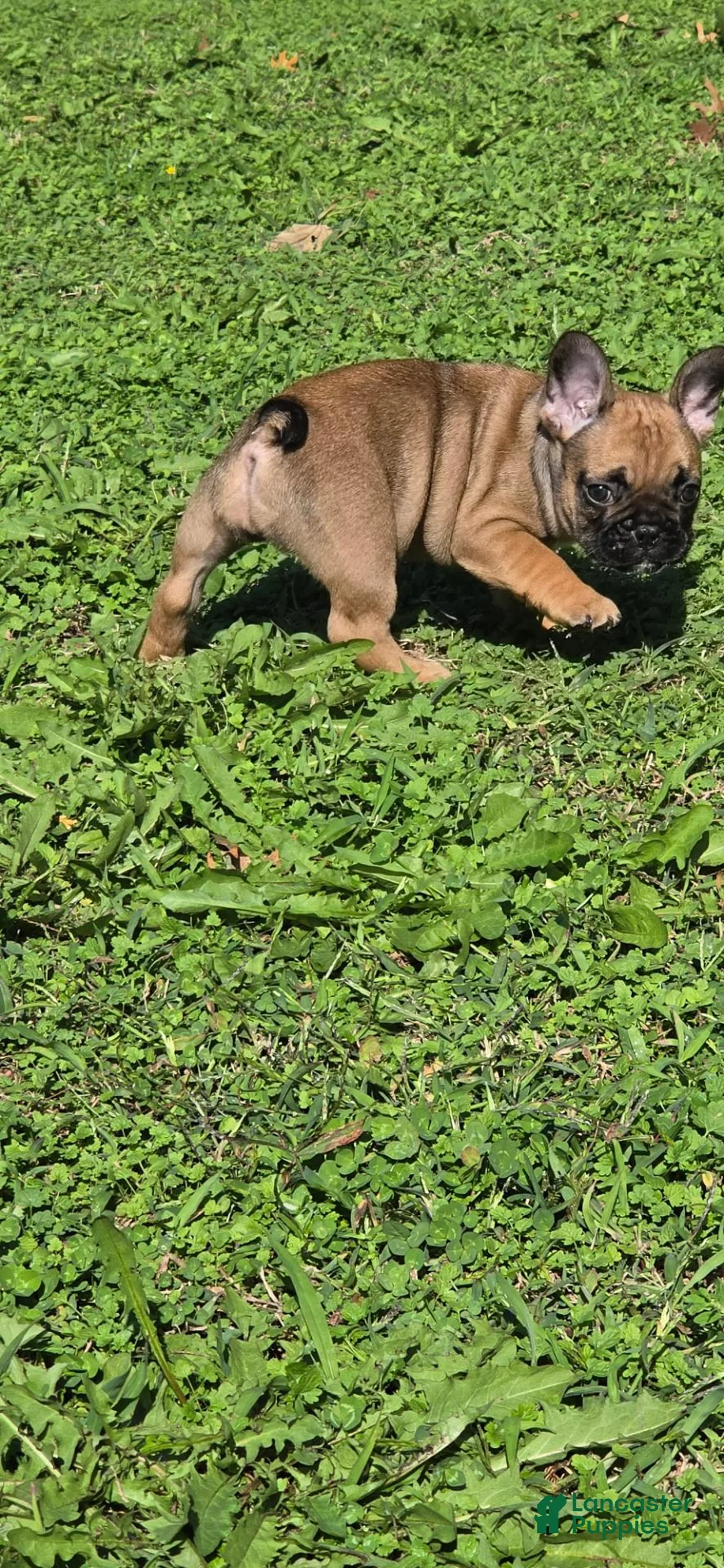 French Bulldog dogs for sale: Autumn  - Ad 2