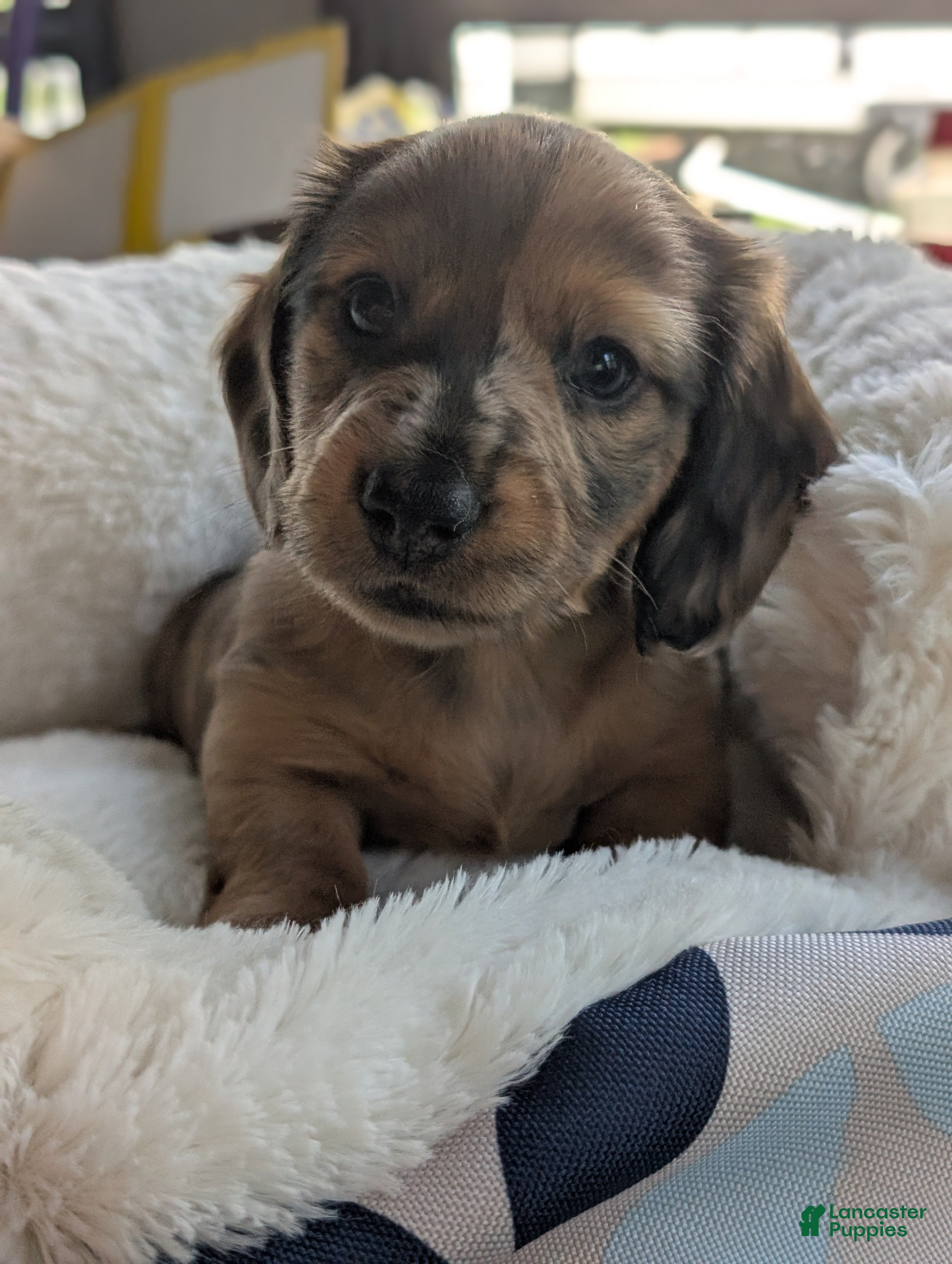 Miniature Dachshund dogs Harvey - Ad 1