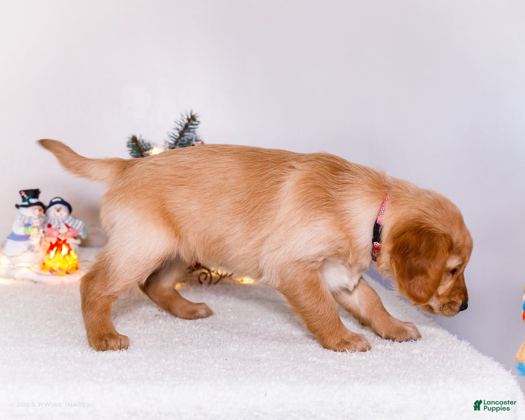 Golden Retriever dogs for sale: Jenny - Ad 10