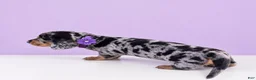 Miniature Dachshund dogs for sale: Lilly - Ad 4