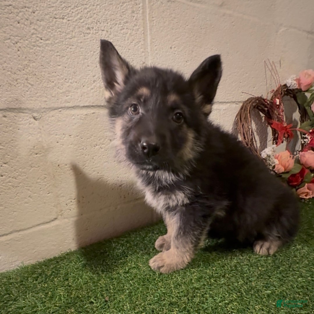 German Shepherd dogs for sale: SWAYZE - Ad 8