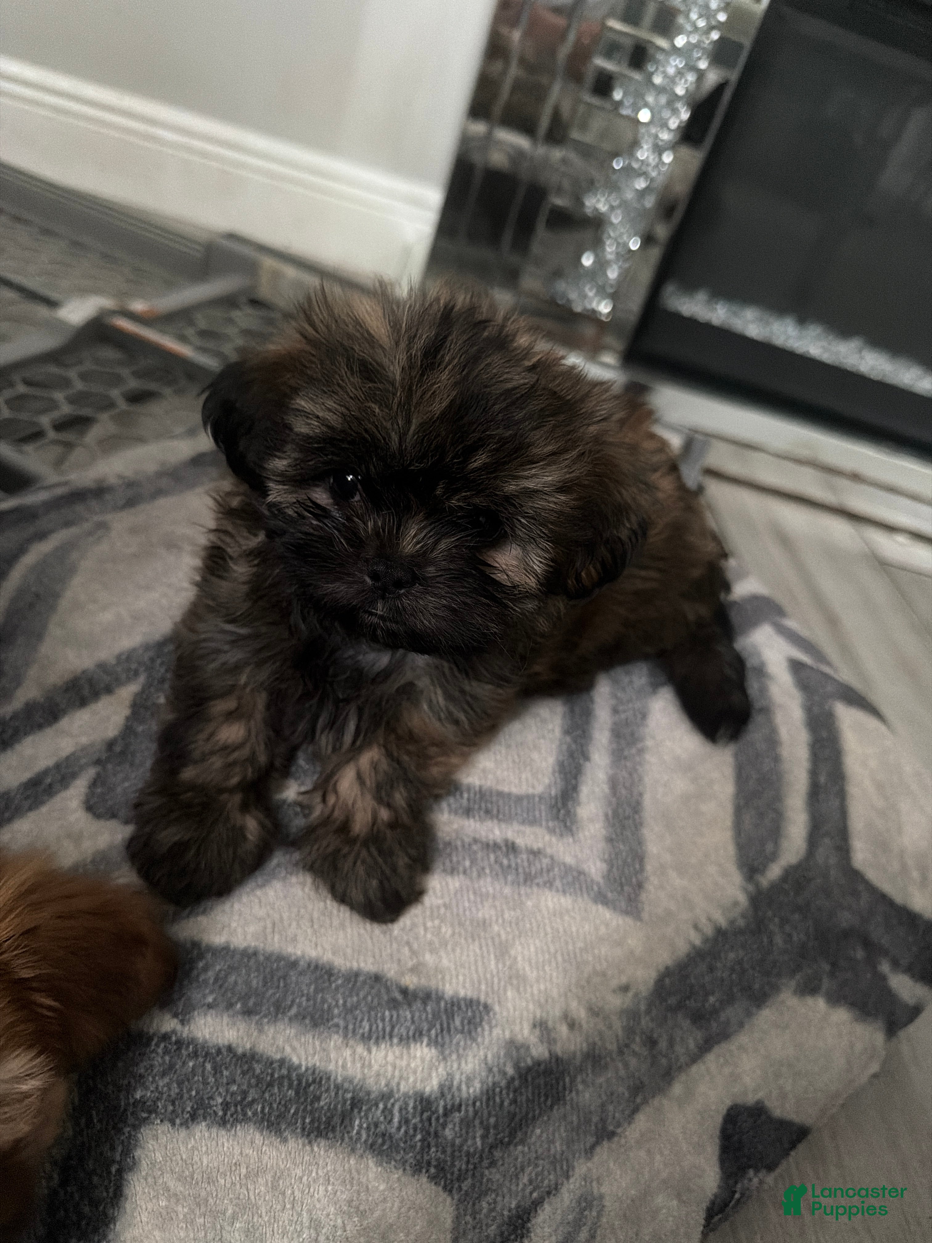 Shih Tzu dogs Shih Tzu 3 - Ad 1