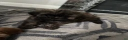 Shih Tzu dogs for sale: Shih Tzu 3 - Ad 1