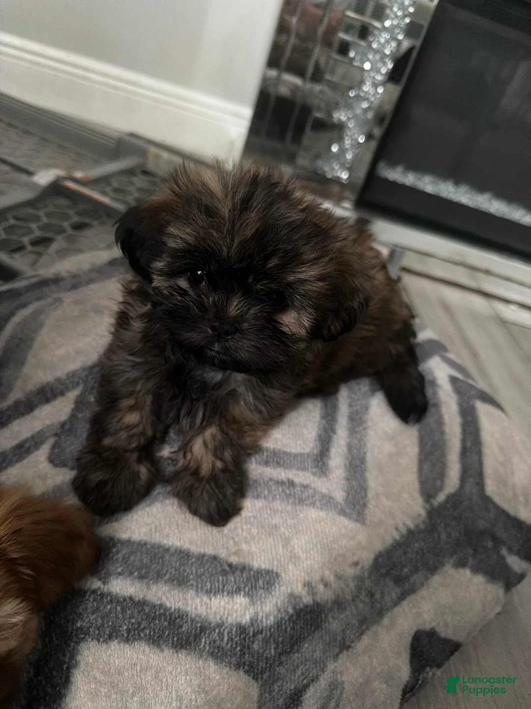 Shih Tzu dogs for sale: Shih Tzu 3 - Ad 1