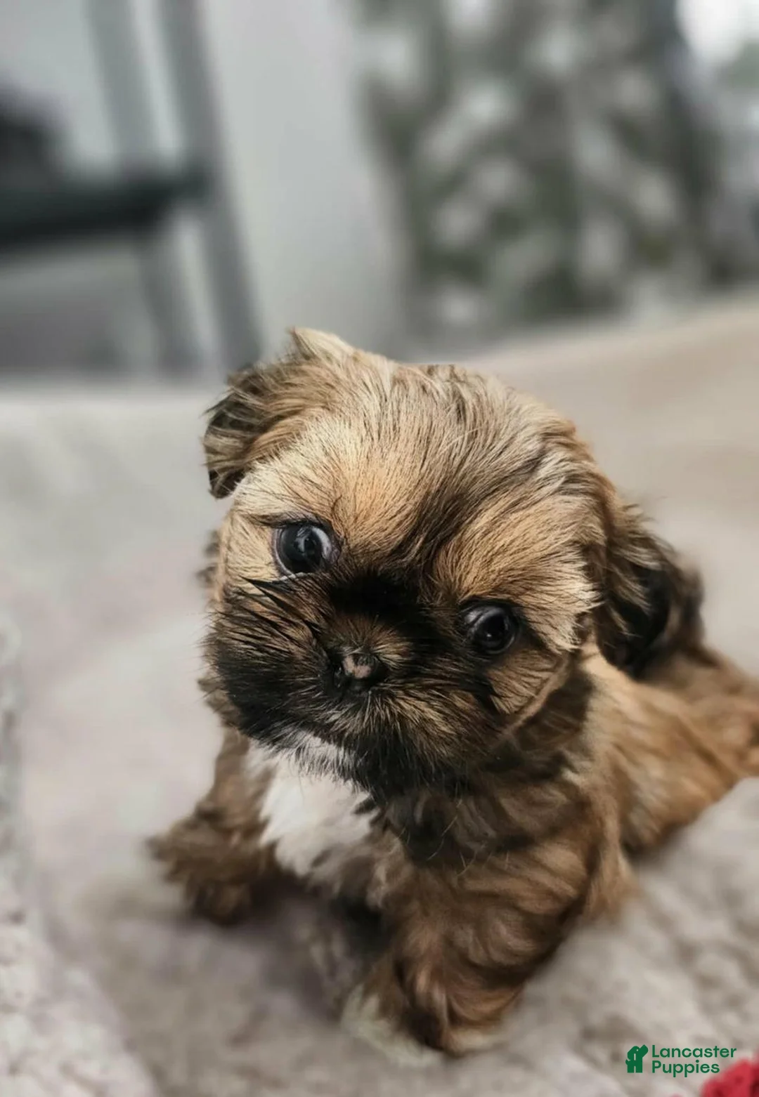 Shih Tzu dogs for sale: Rey - Ad 11