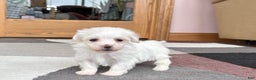 Coton De Tulear dogs for sale: Tj - Ad 11