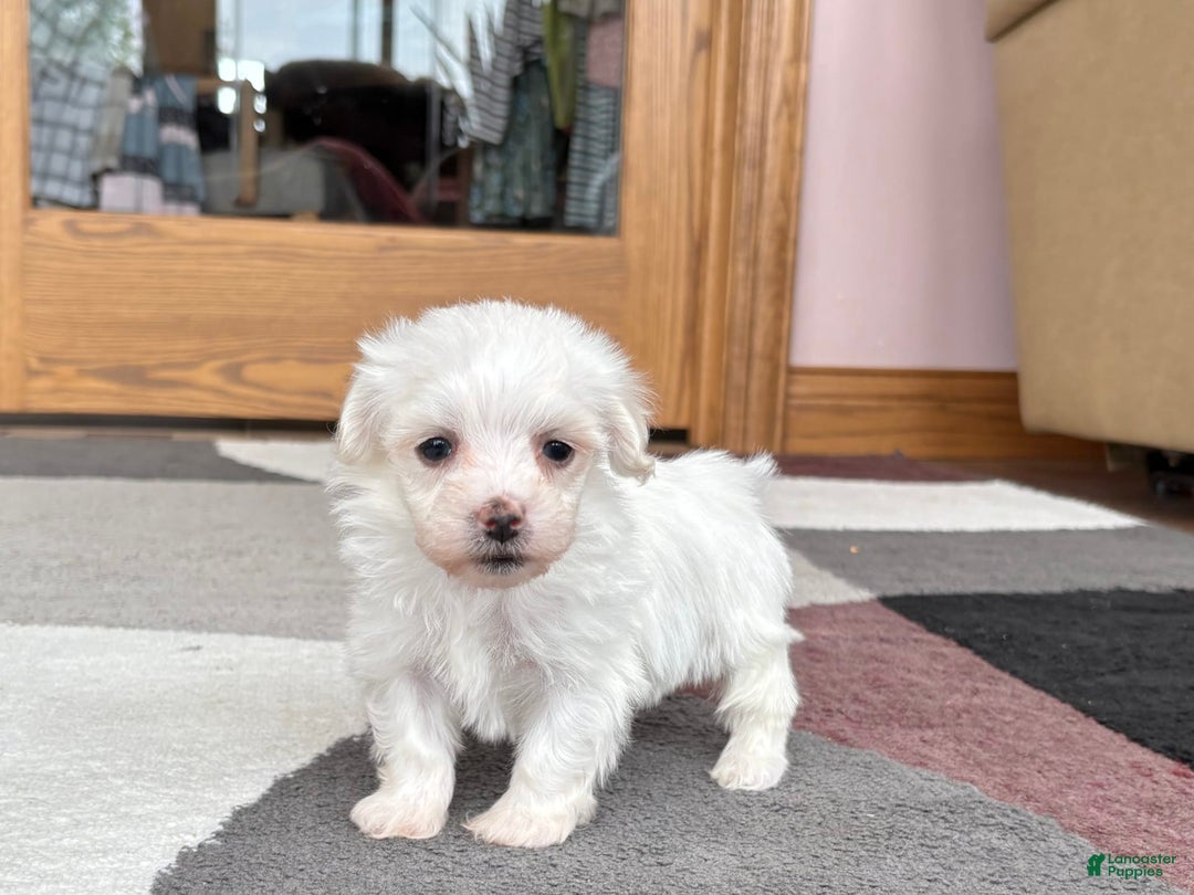 Coton De Tulear dogs for sale: Tj - Ad 11