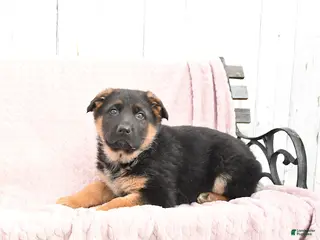 German Shepherd dogs Shep - Ad 29