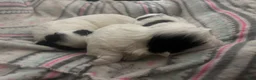 Shih Tzu dogs for sale: Shih Tzu 4 - Ad 8