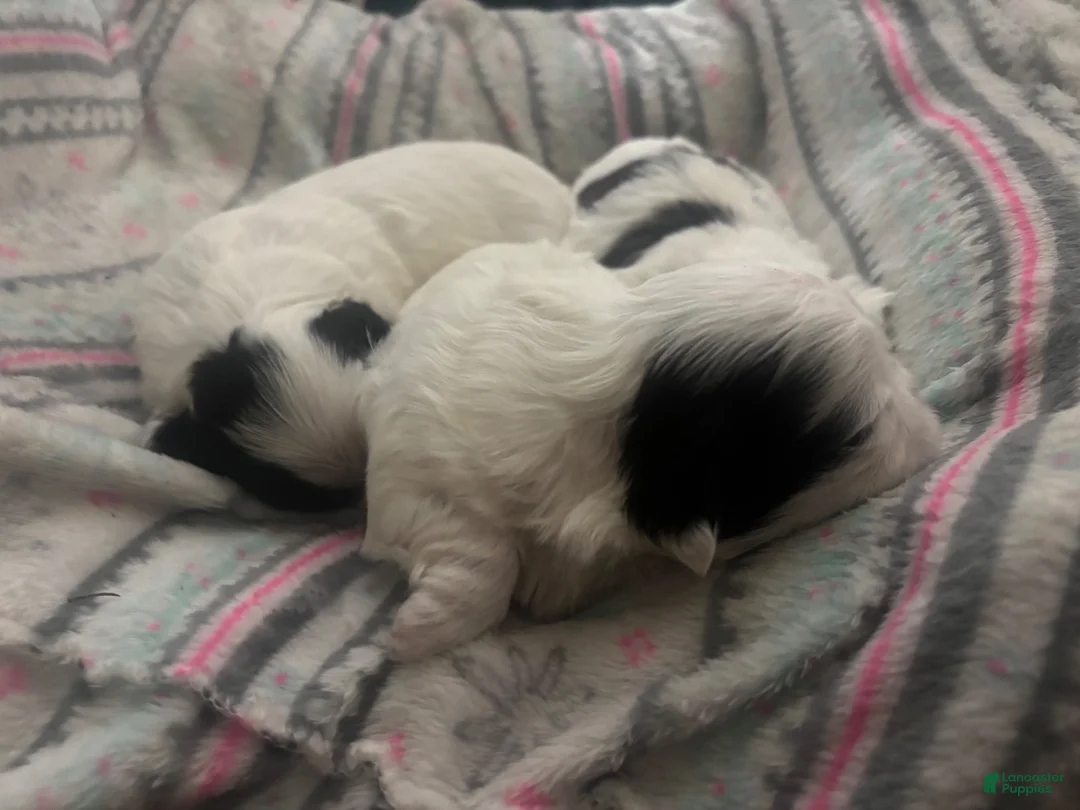 Shih Tzu dogs for sale: Shih Tzu 4 - Ad 8